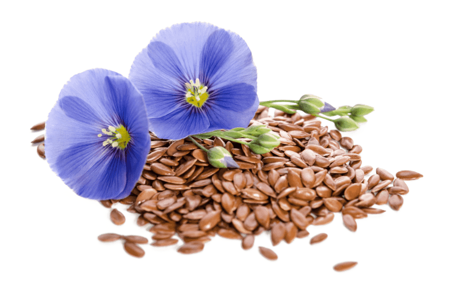 Leinsamenkerne mit Blüten