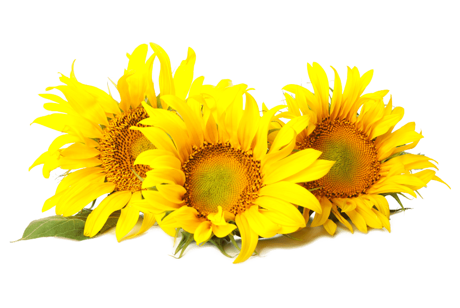 Sonnenblumen